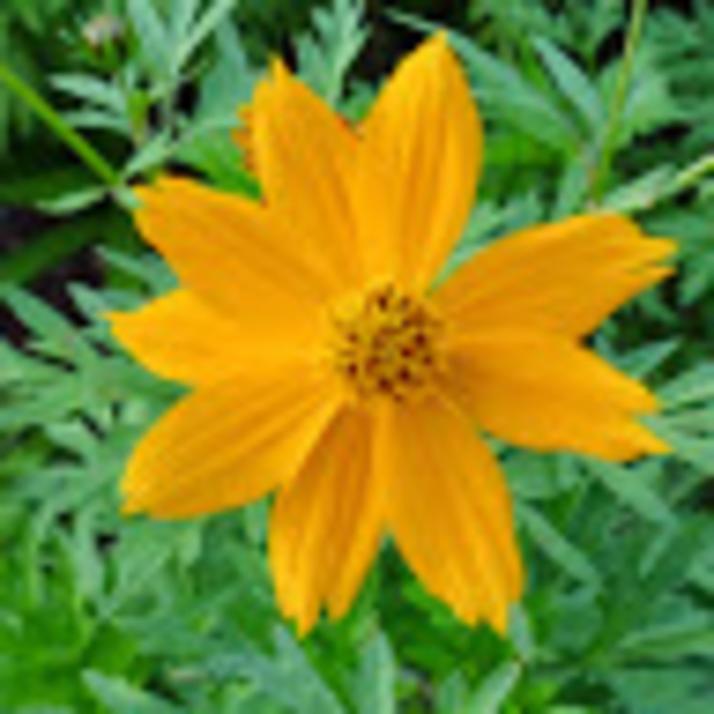 Meet your Posher, Felicia